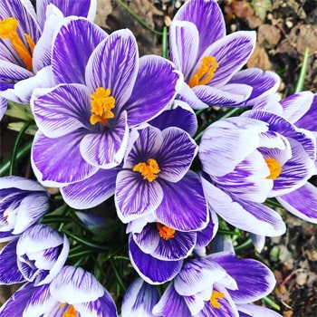 Daisetsu Mori-no Garden｜FRATELLO DI MIKUNI フラテッロ・ディ